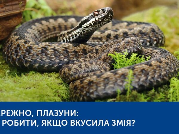ОБЕРЕЖНО, ПЛАЗУНИ: ЩО РОБИТИ, ЯКЩО ВКУСИЛА ЗМІЯ?